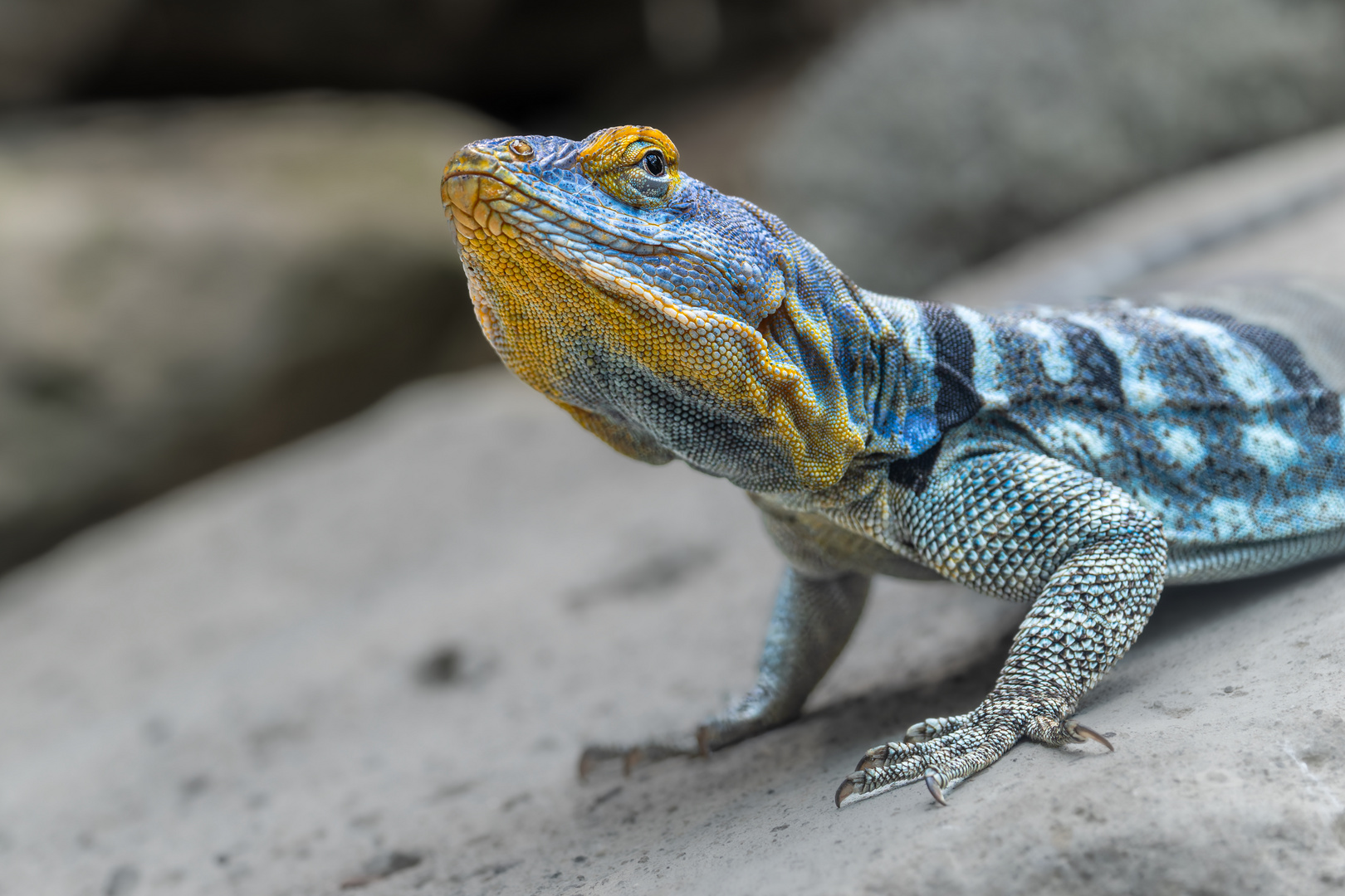 Zoo Zürich 5/5