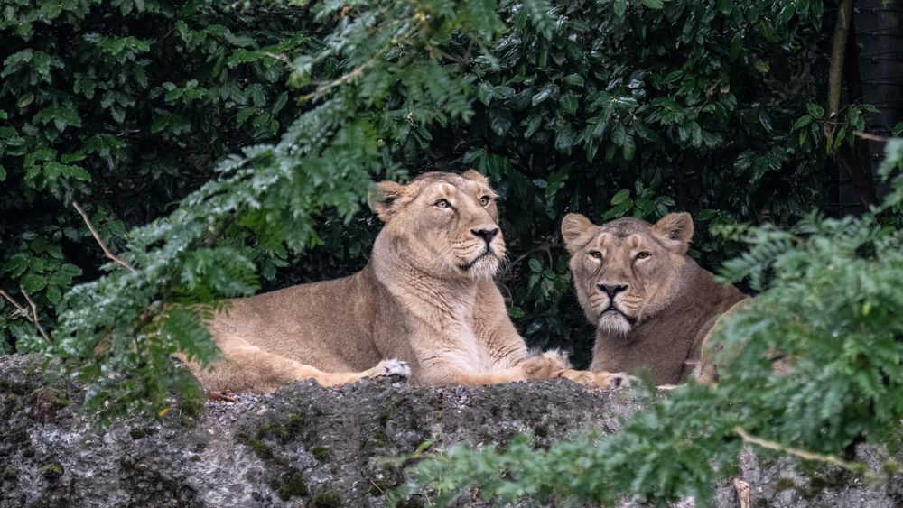 Zoo Zürich 6