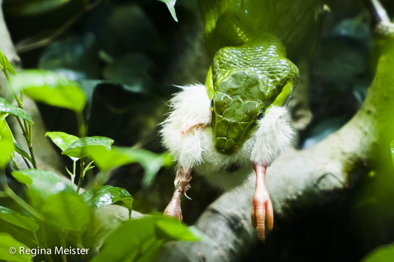 Zoo Zürich