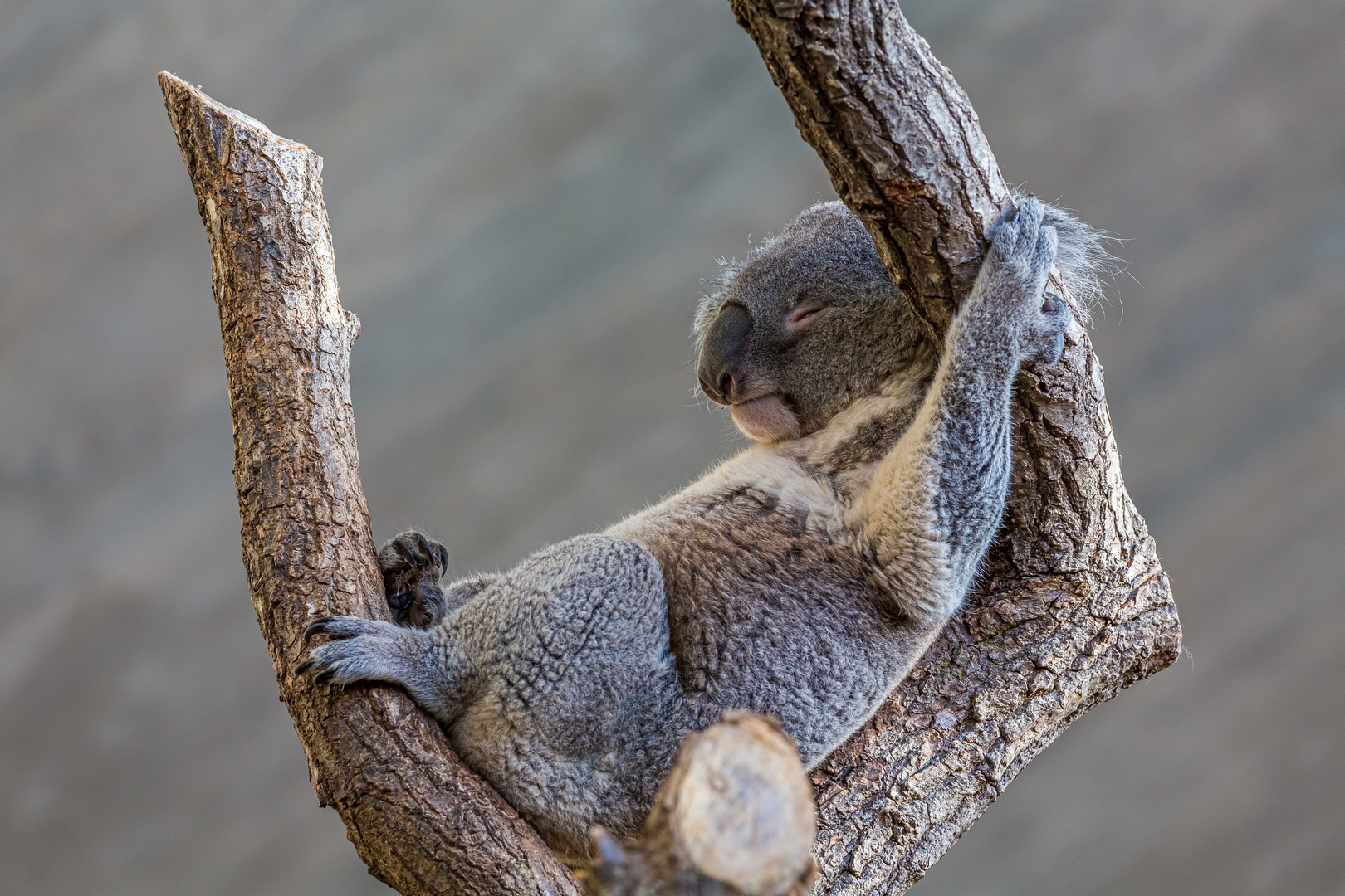 Zoo Zürich