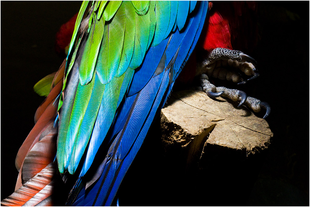 Zoo Zürich - Grünflügelara (Ara chloroptera)