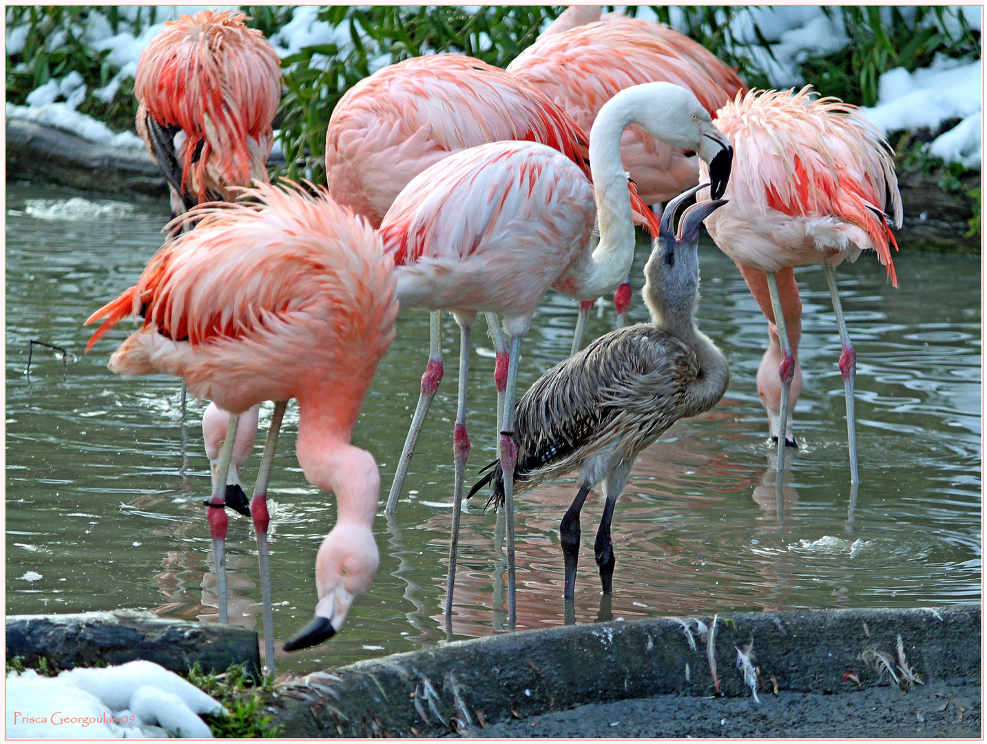 Zoo Zürich - Heisshungriger kleiner Flamingo! Foto & Bild ...