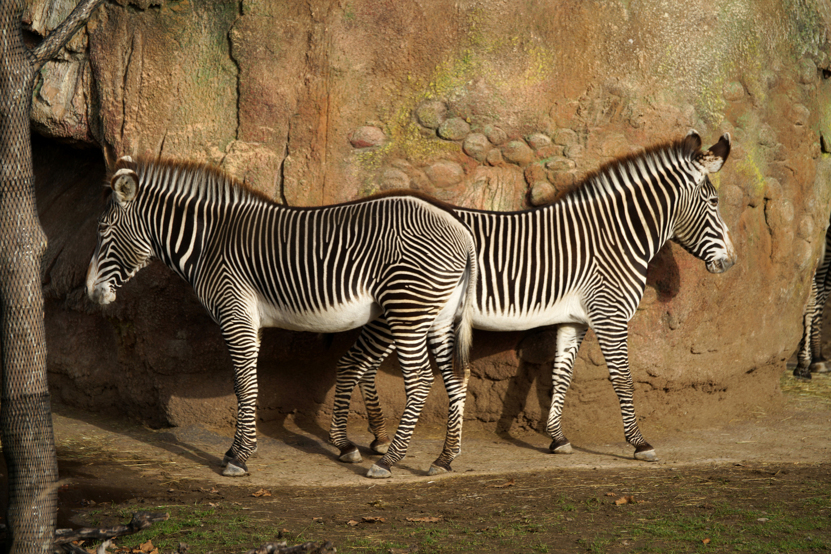 Zoo Zürich, Lewa Savanne, 7.11.20, Bild 2