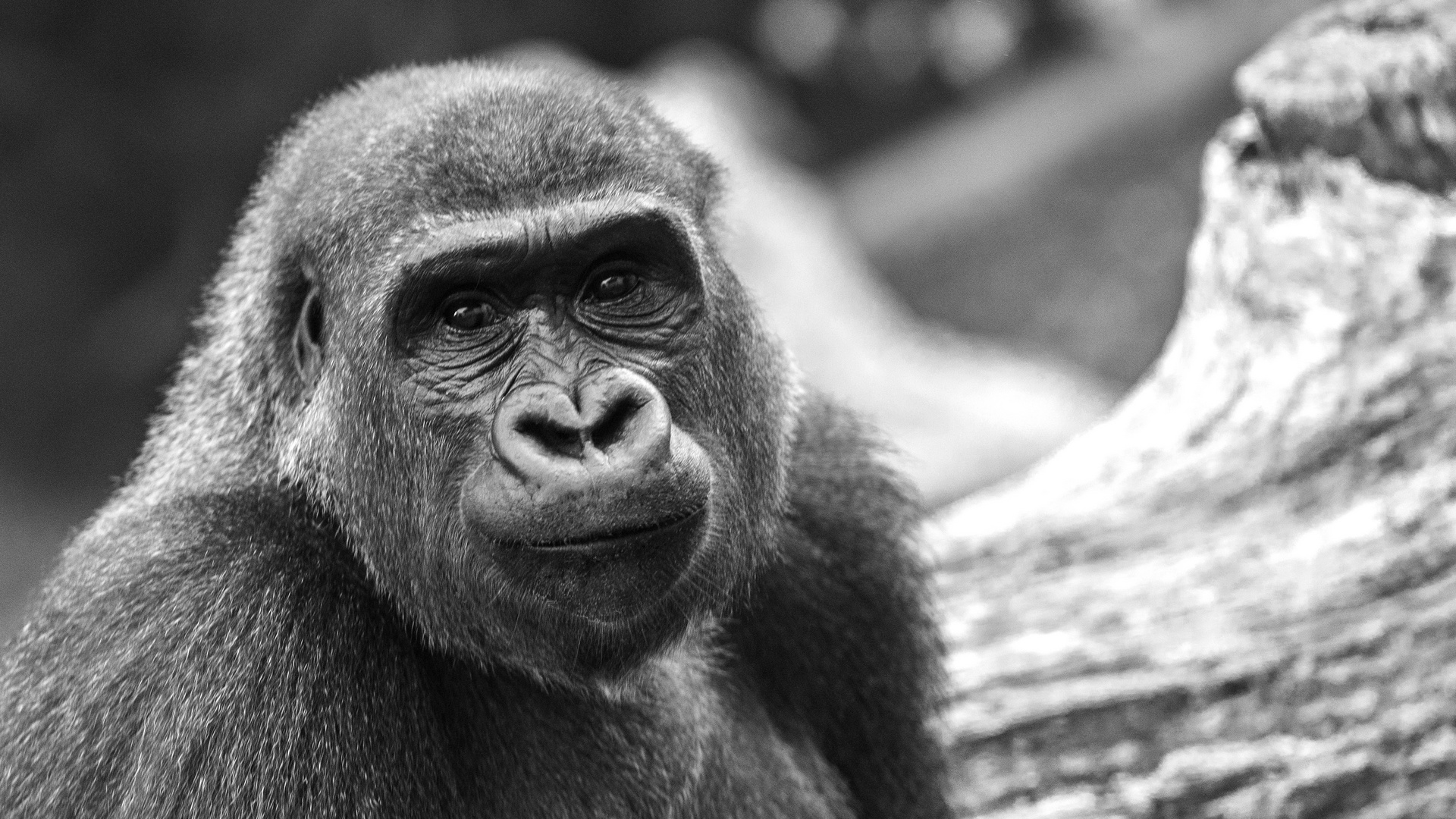 Zoo - Zürich - ohne worte - gefangenschaft