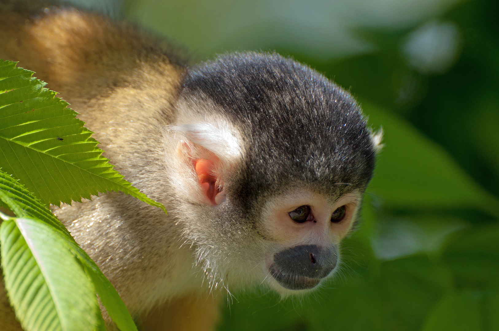 Zoo Zürich - Totenkopfäffchen