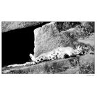 zoo_09 *013