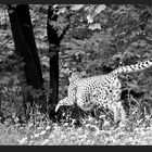 zoo_09 *017