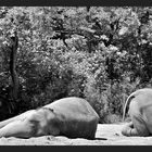 zoo_09 *019