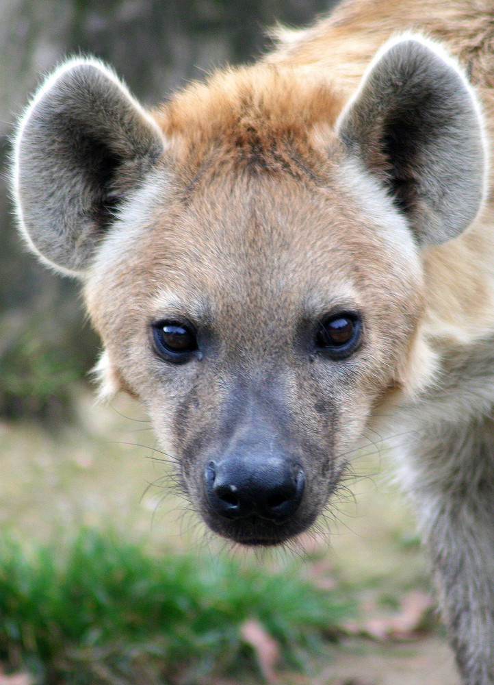 Zooaugenblicke