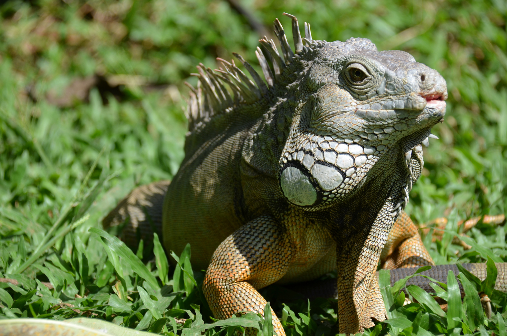 Zoo_Bali 8 Foto & Bild tiere, zoo, wildpark & falknerei, bali 2015 Bilder auf