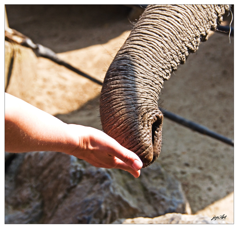 Zoobekanntschaft...