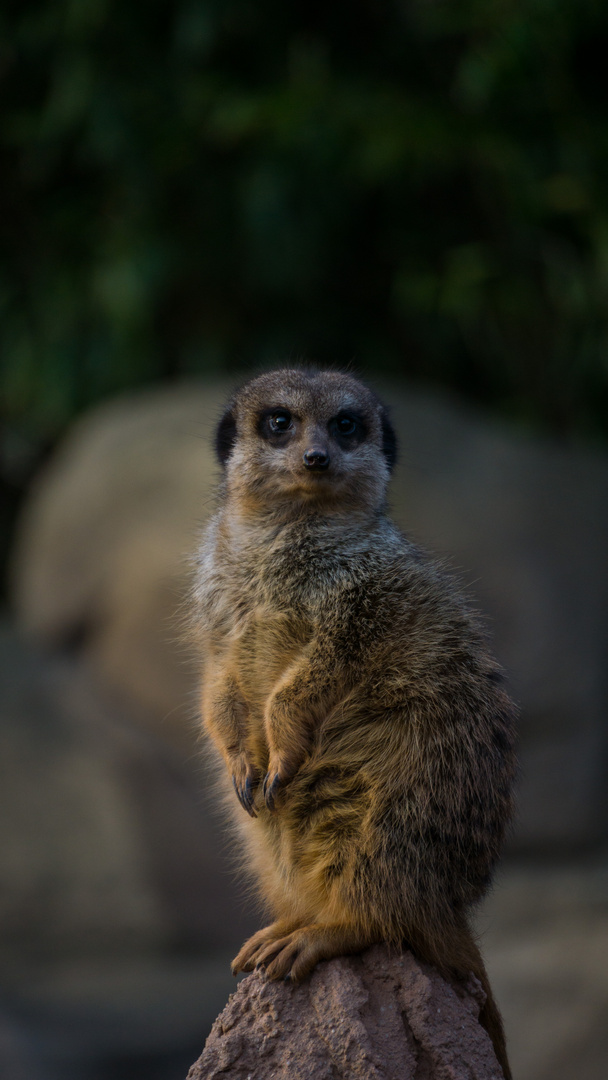 Zoobesuch