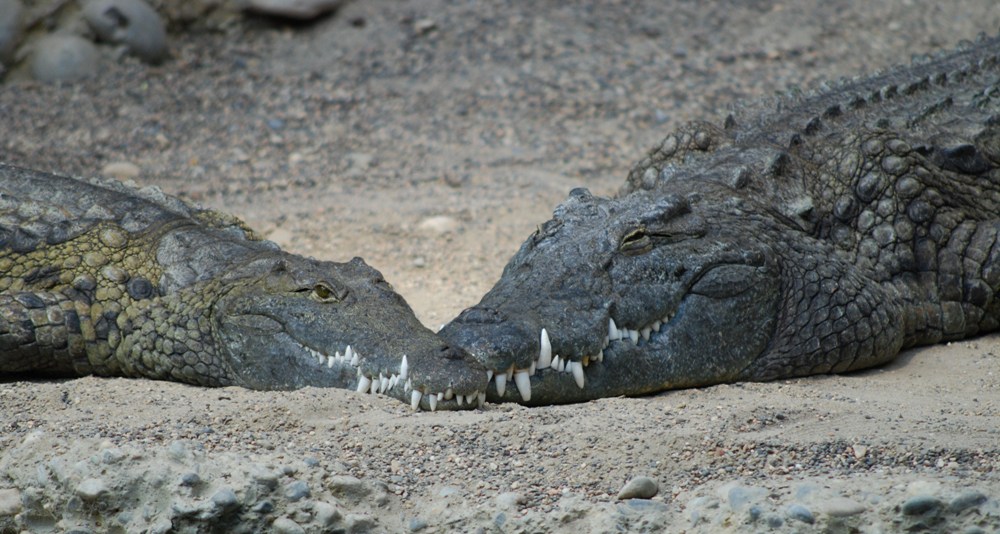 Zoobesuch 2009