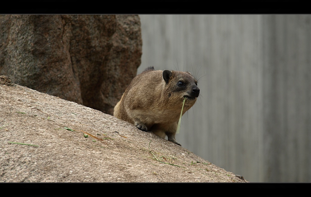 - Zoobesuch -