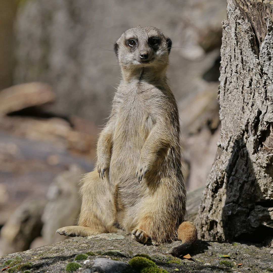 Zoobesuch Basel Q 1/4