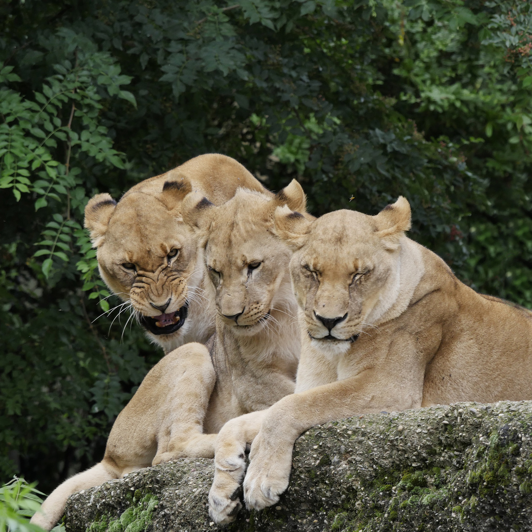 Zoobesuch Basel Q 4/4