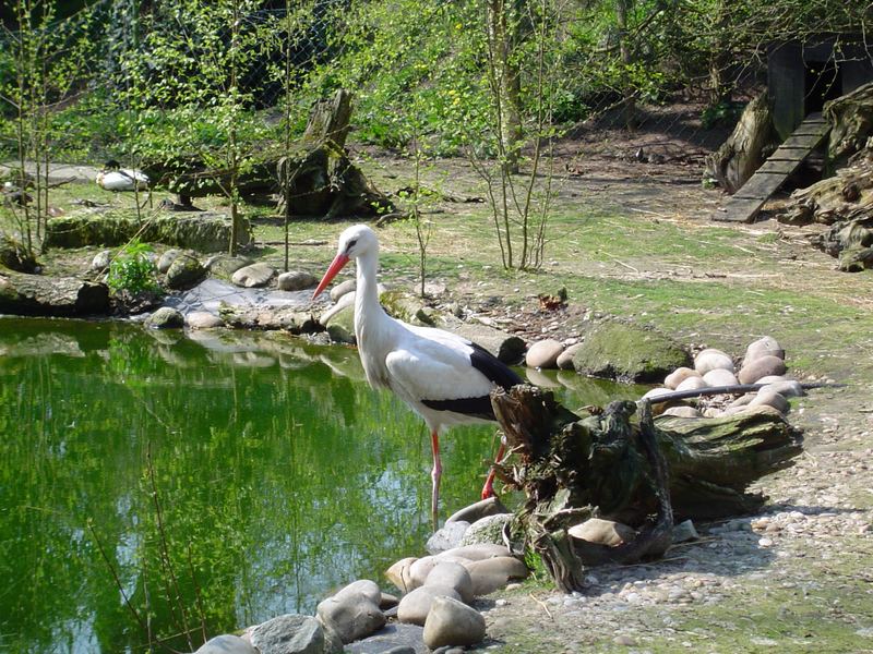 Zoobesuch beim Storch