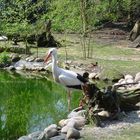 Zoobesuch beim Storch