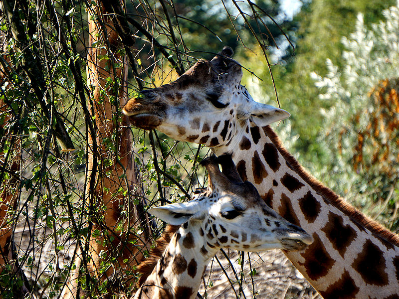 Zoobesuch