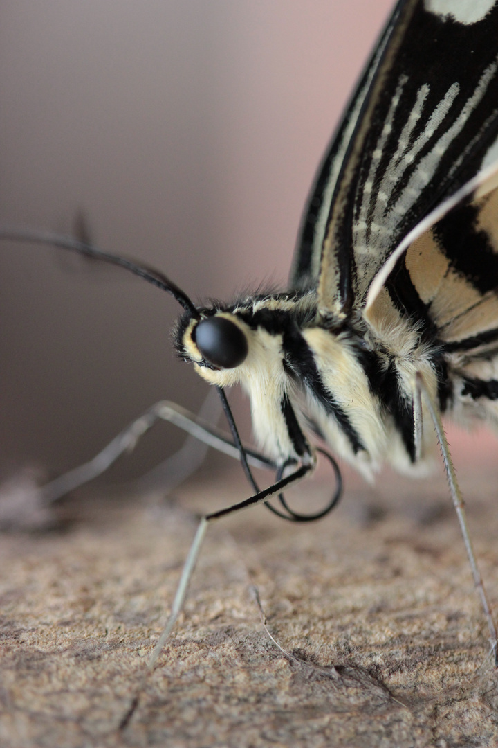 Zoobesuch im Schmetterlingshaus