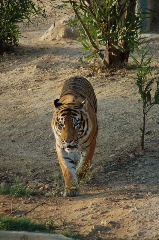 zoobesuch im urlaub in tunesien