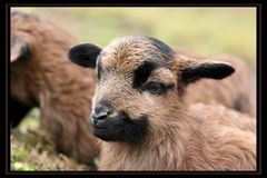 Zoobesuch in München 6