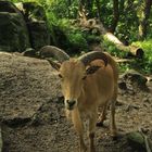 Zoobesuch mit Hörnern