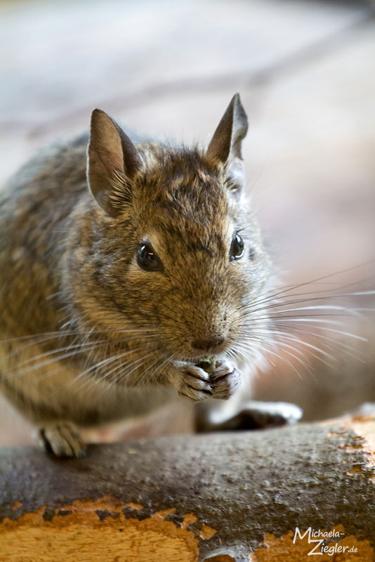 Zoobesuch - Springmaus