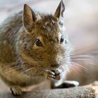 Zoobesuch - Springmaus