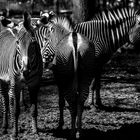 Zoobesuch - Zebras schwarz&weiß