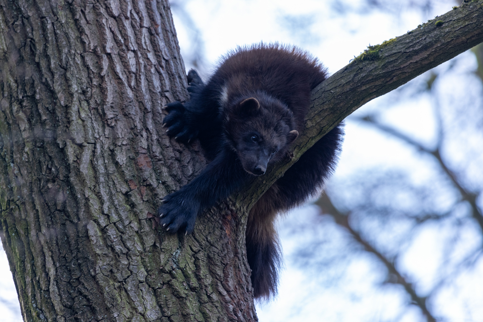 Zoobesucher von oben beobachten