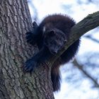 Zoobesucher von oben beobachten