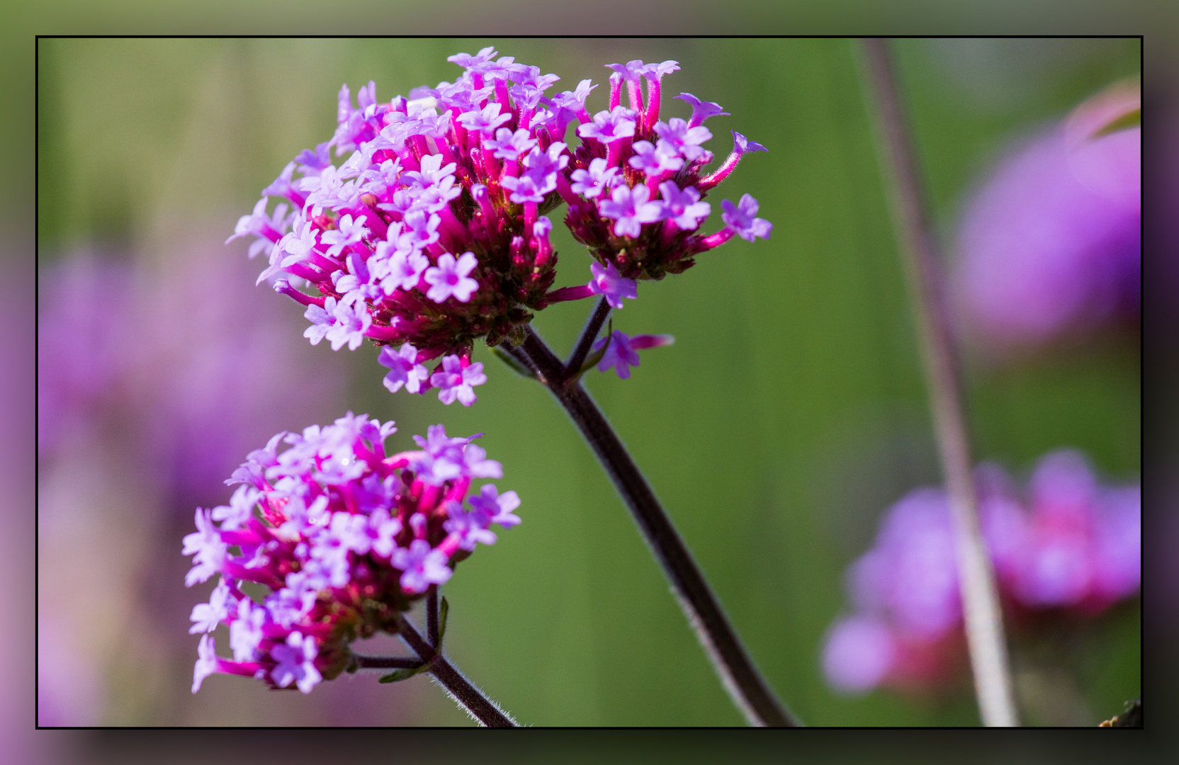 Zooblüten im Zoo Krfeld