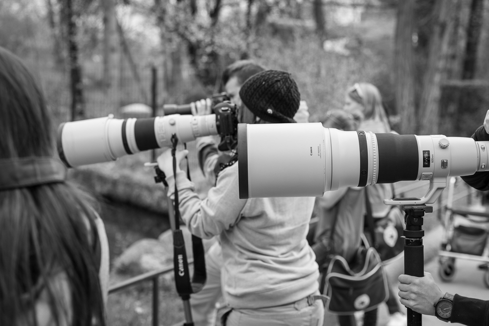 Zoofotografie (3)