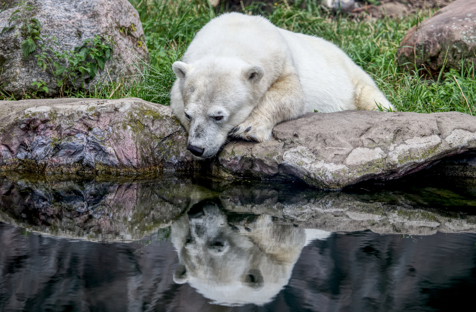 Zoofreundschaft