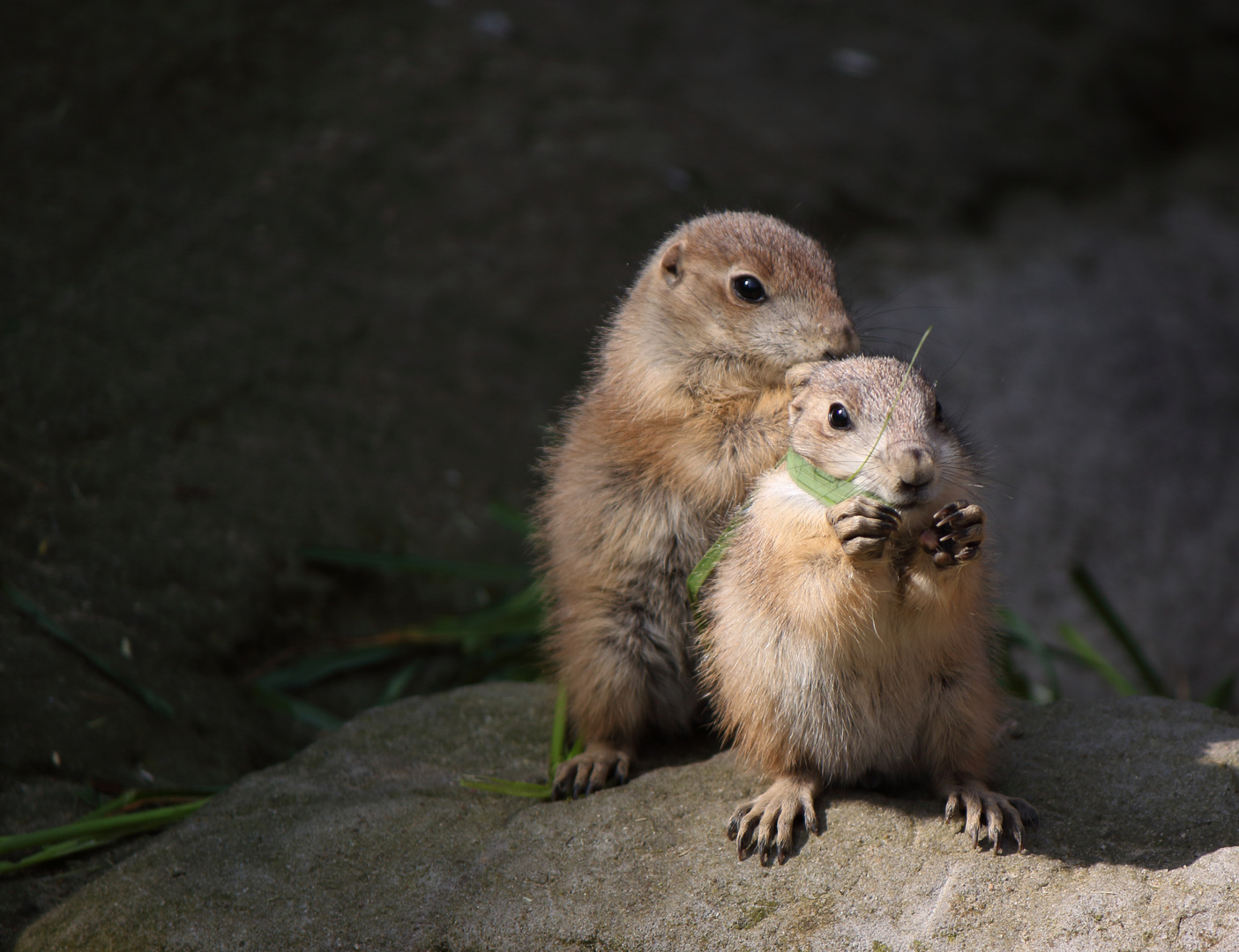 Zoogänger