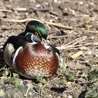 Zoo_Hannover_2018_014