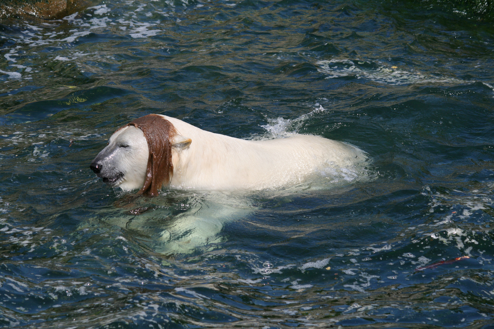 Zoo,Hannover.Eisbär.