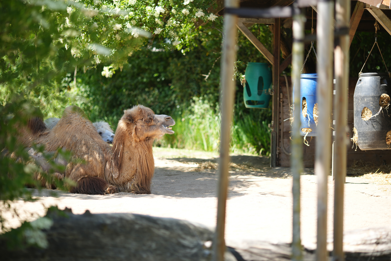 Zooidylle