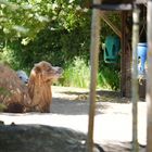 Zooidylle