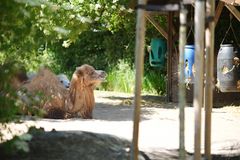 Zooidylle