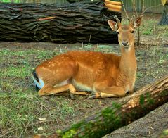 Zoo,Kiev