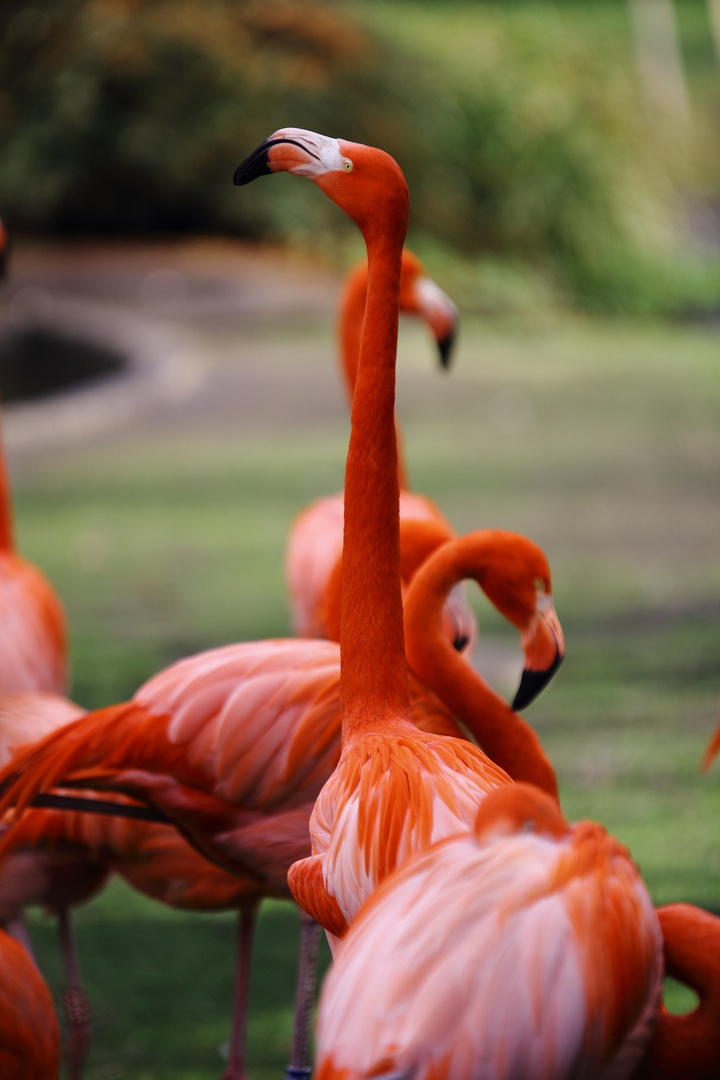 Zoo_Köln Flamingos