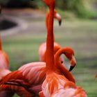 Zoo_Köln Flamingos