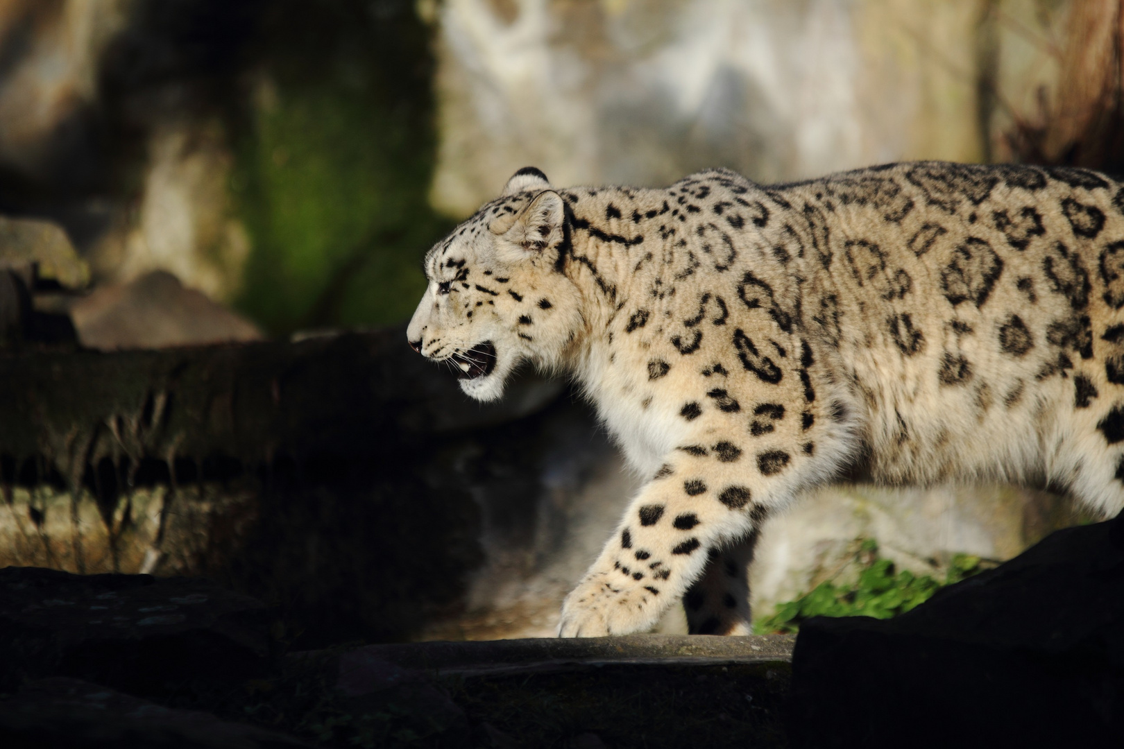 Zoo_Köln Schneeleopard