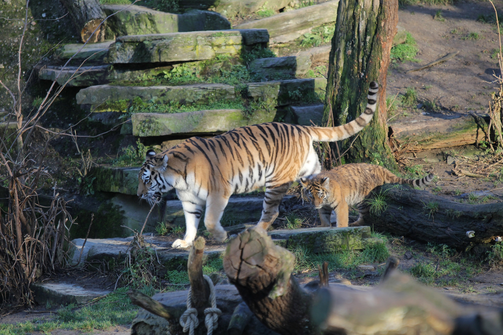 Zoo_Köln Tiger
