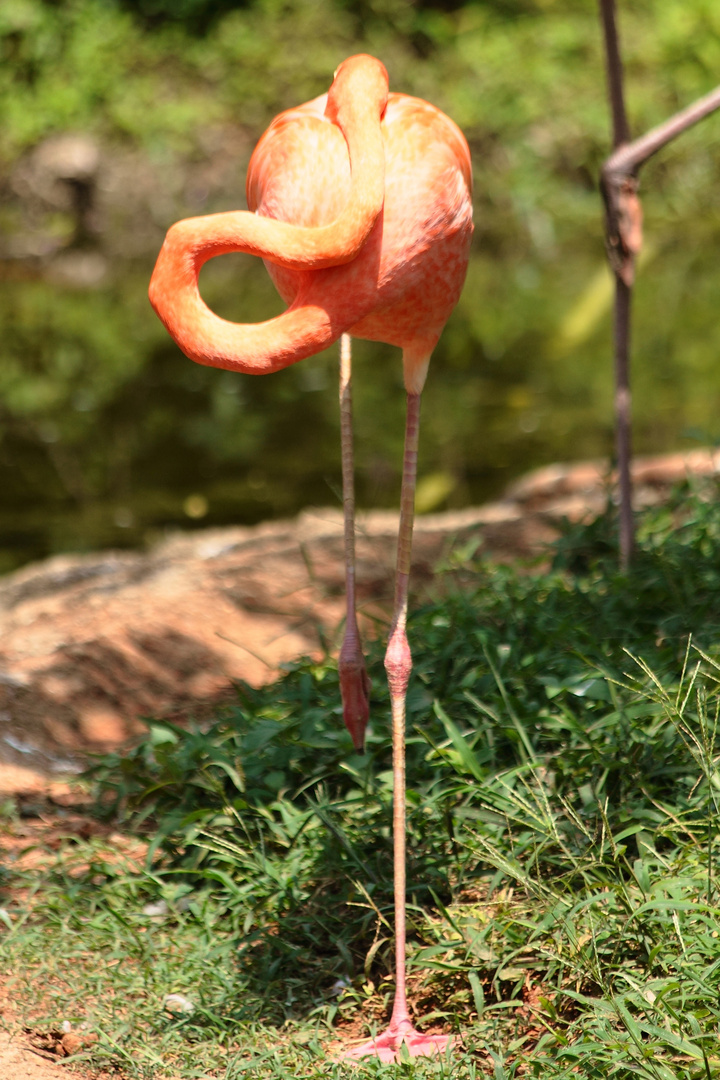 Zoologico Cali, Colombia