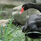 Zoologico Cali, Colombia 3