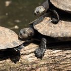 Zoologico Cali, Colombia 4