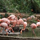 ZOOLOGICO GUADALAJARA MEXICO